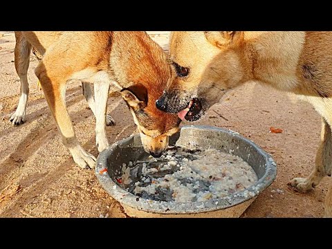 One Full Meal